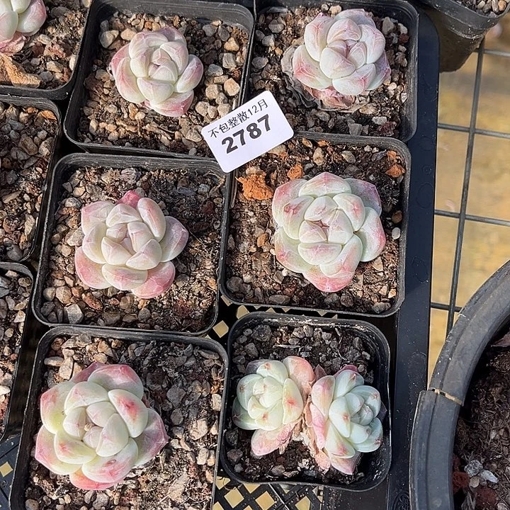 阿雅园艺。         2787六颗