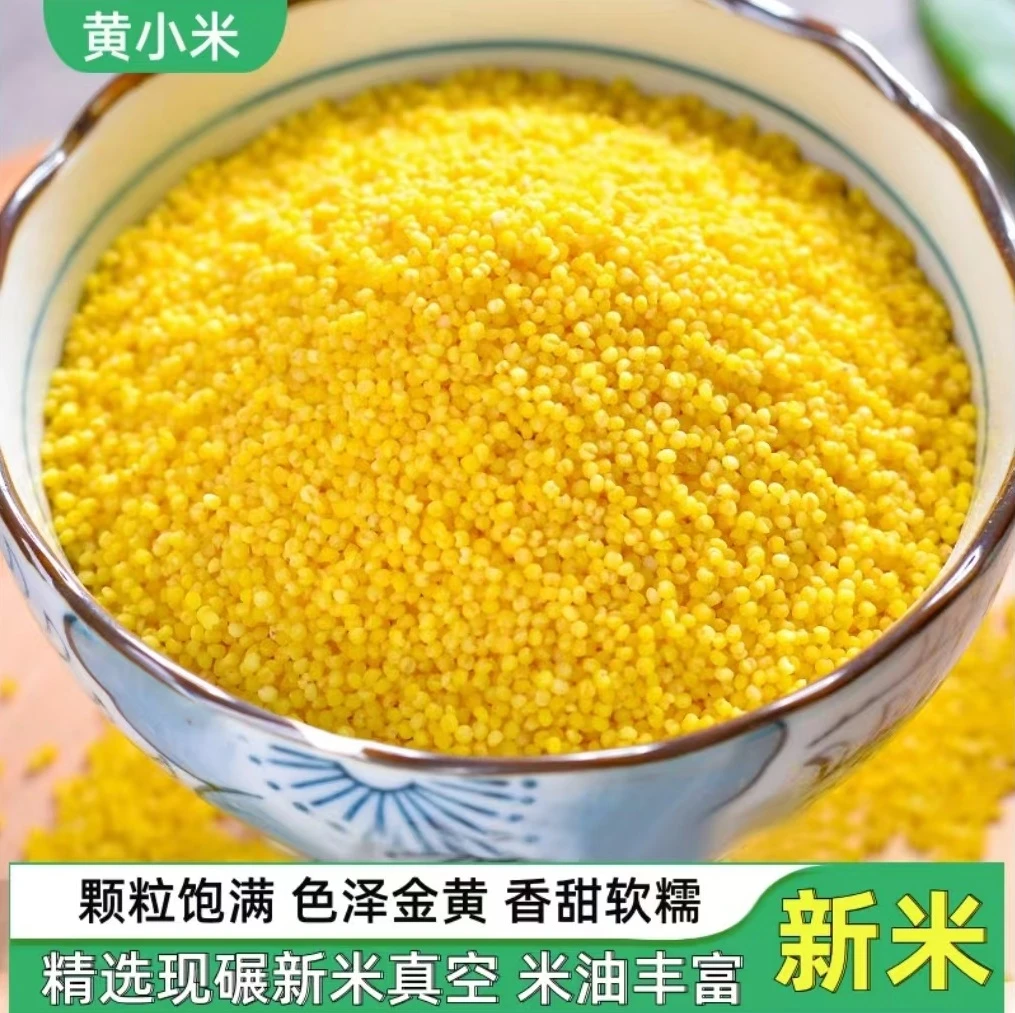 农家当季新鲜小米农家自种