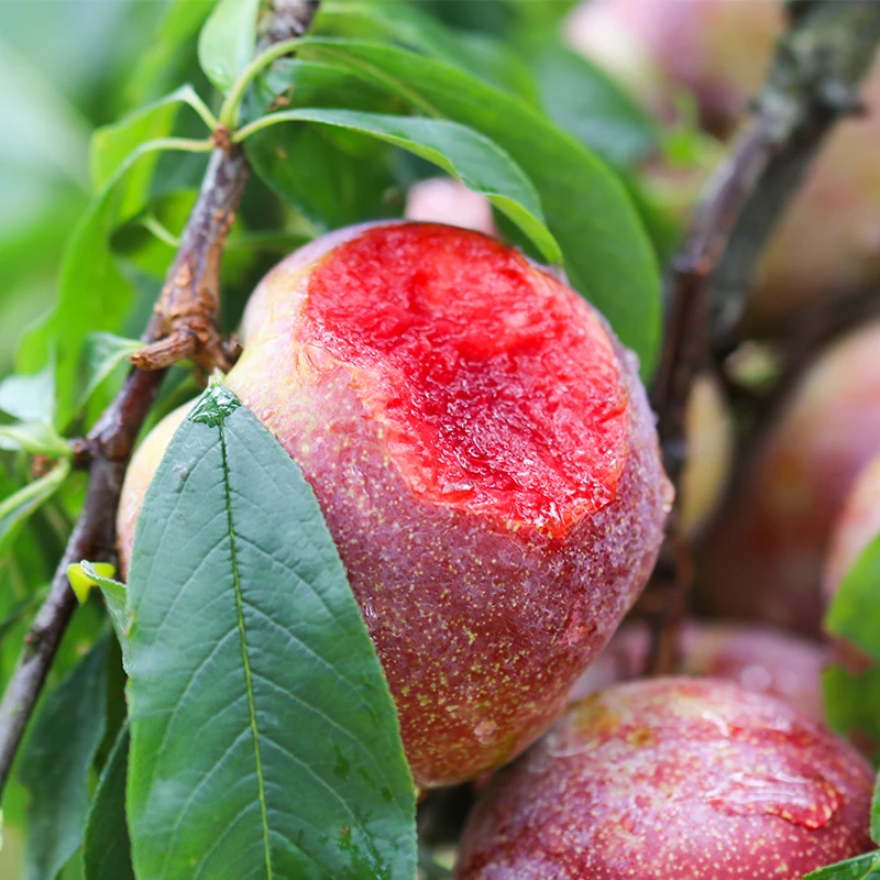 【次日达】205净重四斤果王福建高山红心李芙蓉李当季水果三华李桃形李福建省