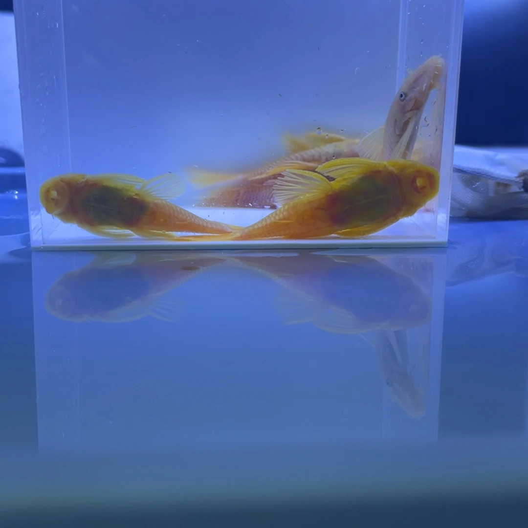孔雀鱼三公两母繁殖组胡子开箱视频报损