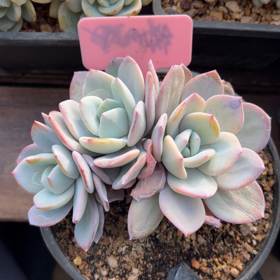 奶茶11111111111111