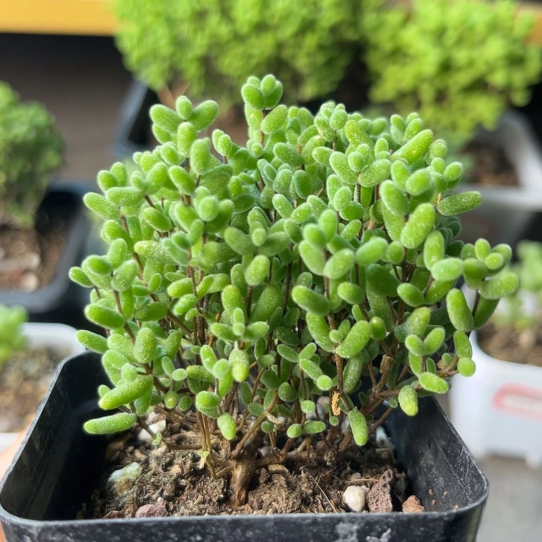 969蜜桔（28包邮）。