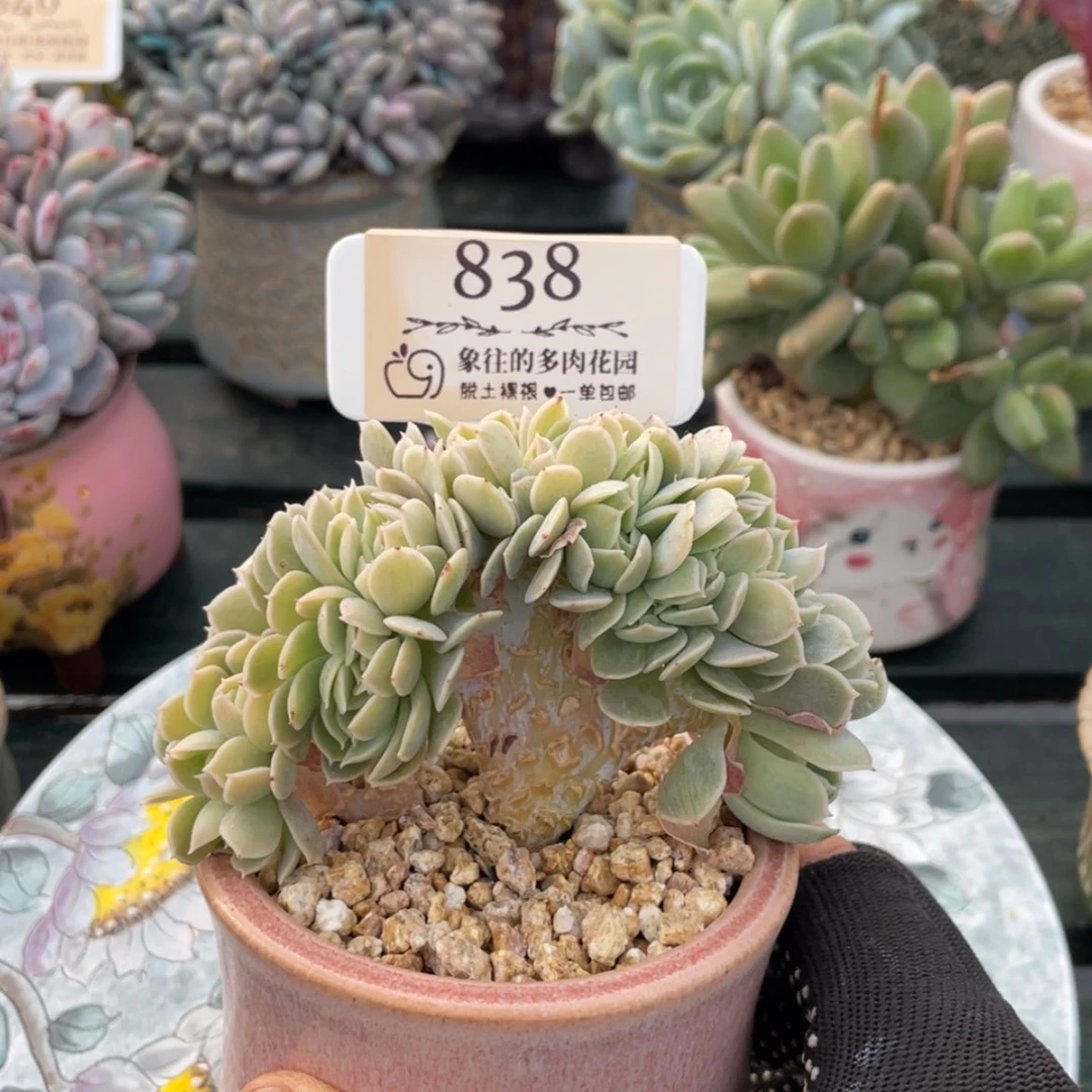 【闪购商品】安娜玫瑰838