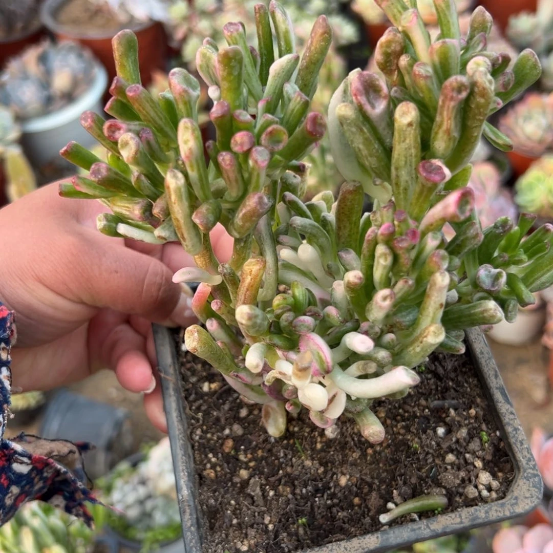 多肉植物多肉植物