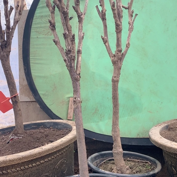 完全开放盆栽独杆牡丹树一物一拍