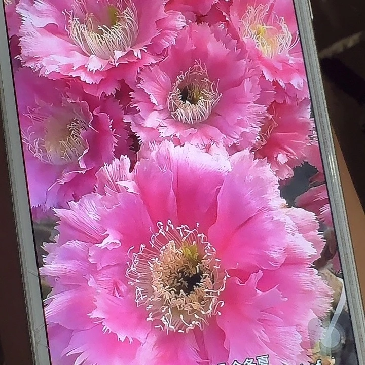 云锦侧芽4公分彩草