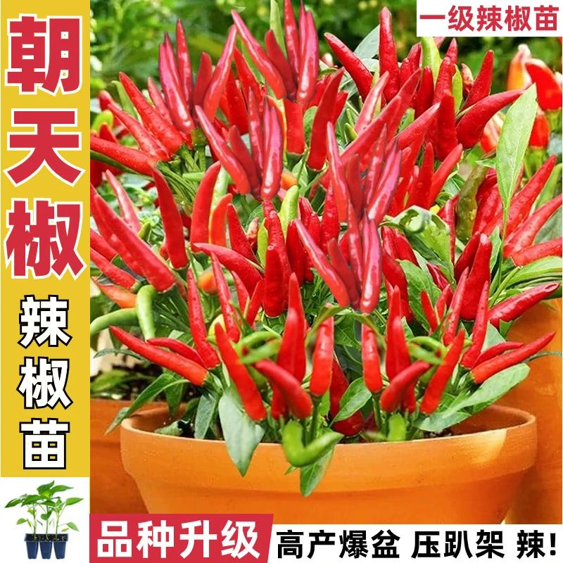 特辣朝天椒苗秧小米辣幼苗海椒小米椒阳台盆栽四季辣椒苗大苗特大