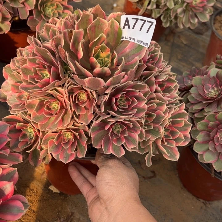 女妖微瑕多肉植物777.