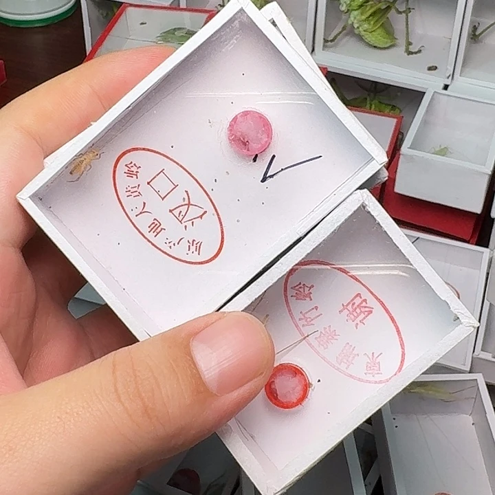 w***i蟋蟀3大黄1青竹1柬埔寨。