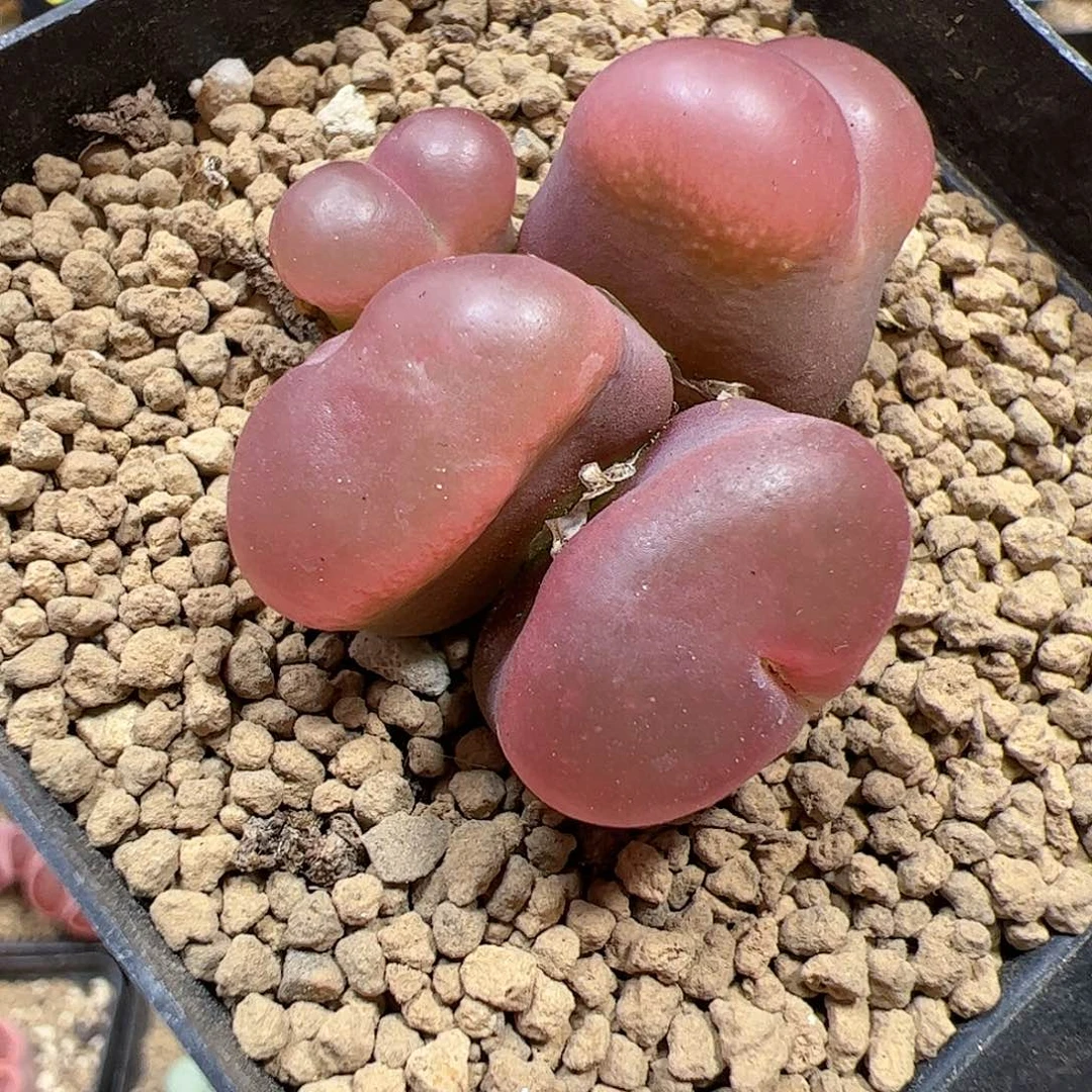 【闪购商品】35 超毛
