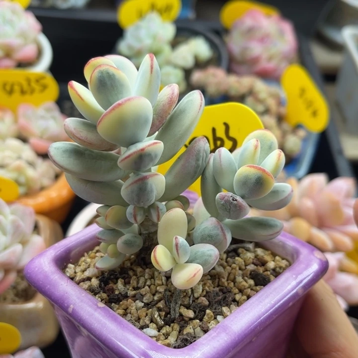 韩货乒乓福娘锦群5263