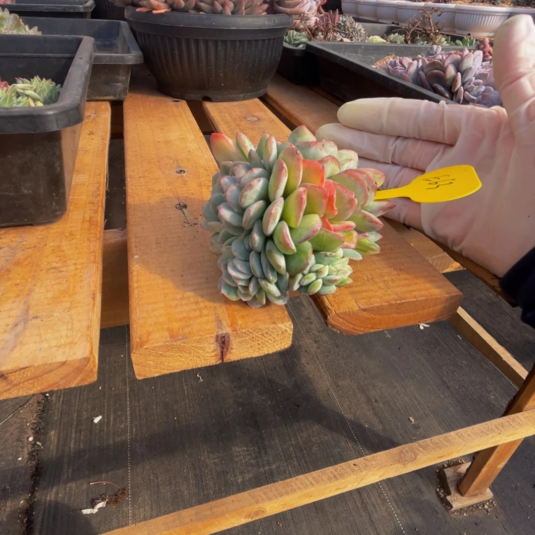 e63泡芙缀化呀呀呀