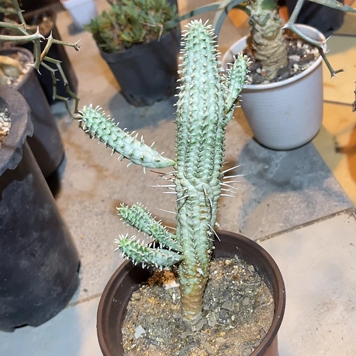 无花朵白桦麒麟一物一拍
