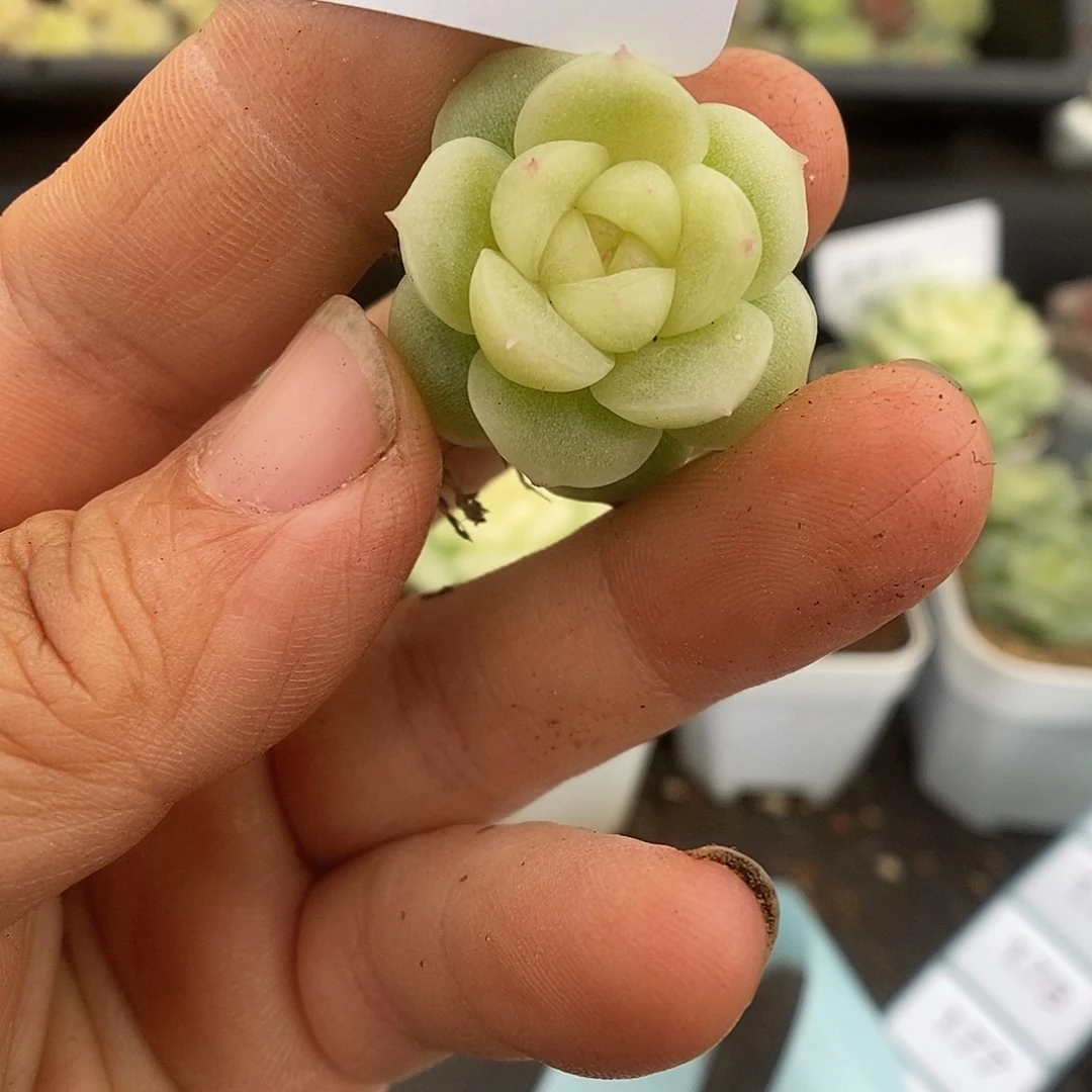 一物一拍一物一拍925-171