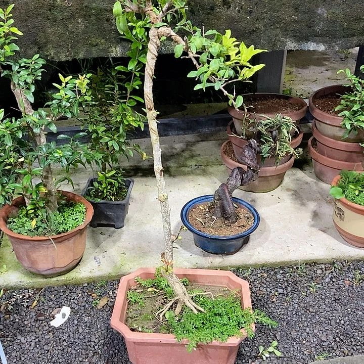 无花朵无*开花结果