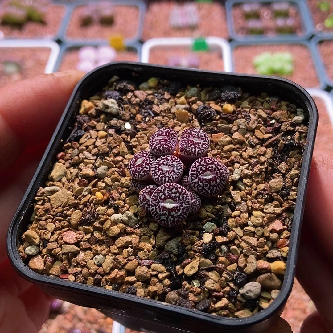 714墨一颗母本11头包邮