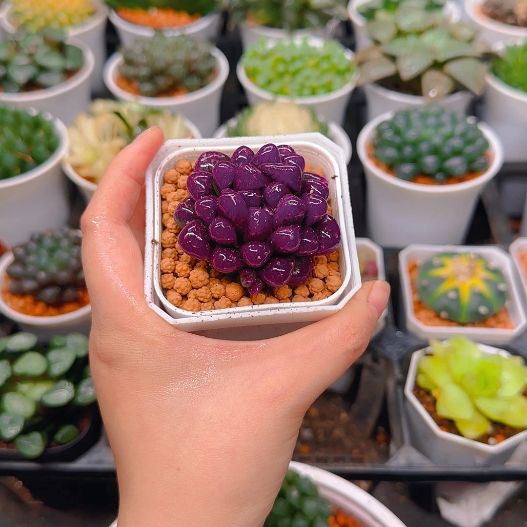 紫宝石冰灯玉露，原盆