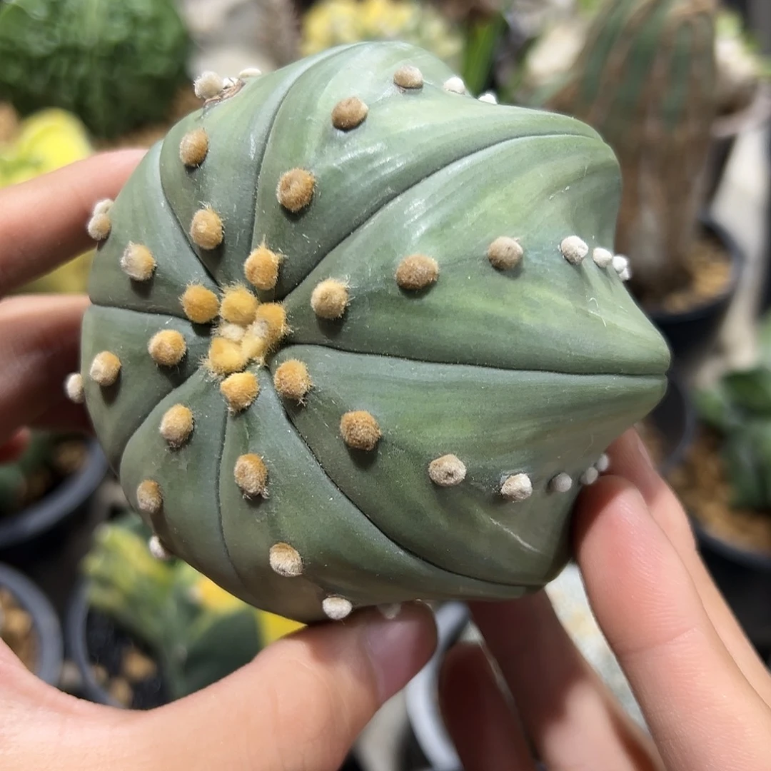 完全开放轻微海星ggg