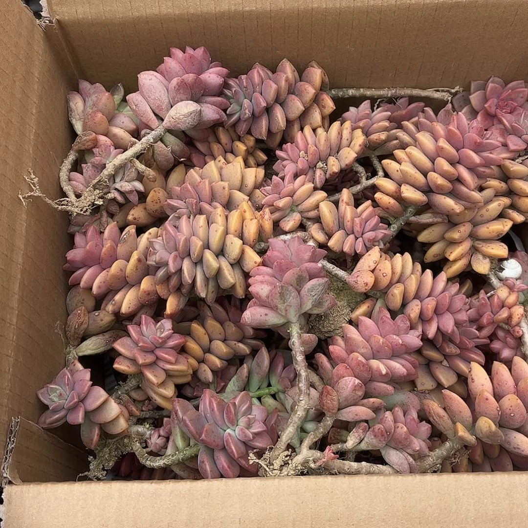 汪***萍2号姬龙月断枝断头不售后