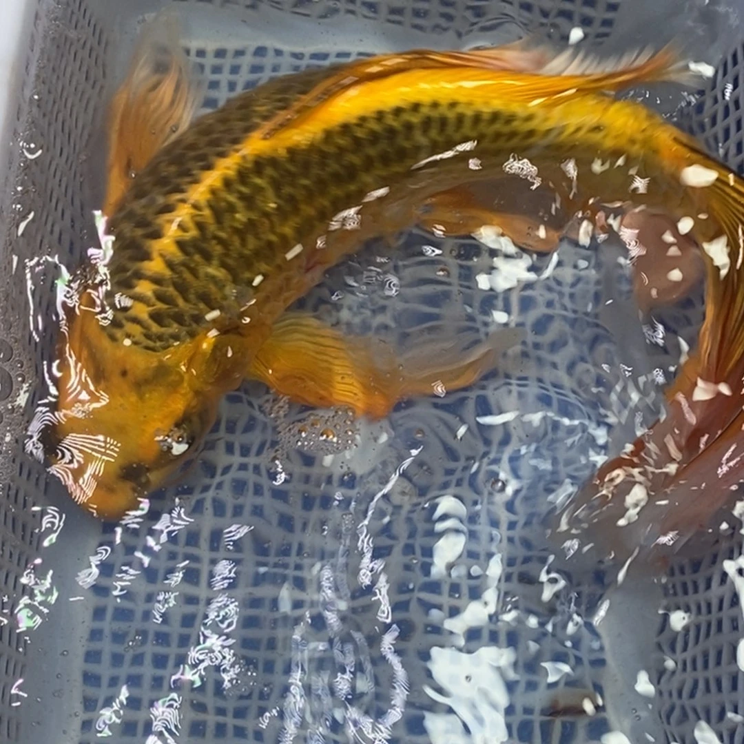 锦鲤冷水锦鲤包邮
