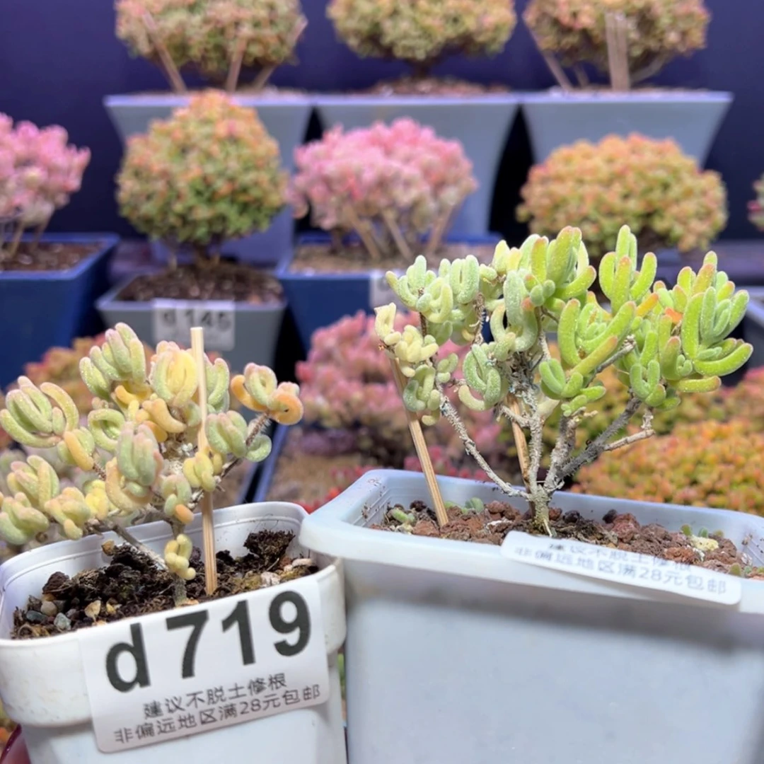 【闪购商品】养***手d719，706橙叶锦补差邮