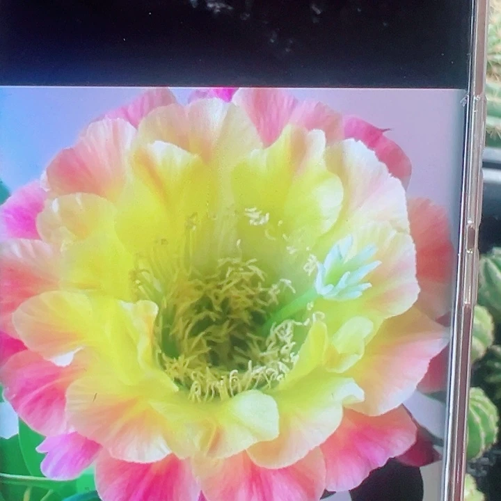 毛花柱大满贯侧芽拍一发二