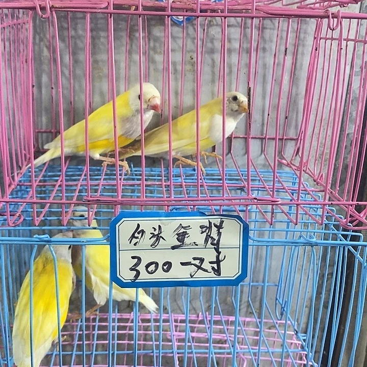 腾***作文鸟白头金背一对包活到家收到货拍开箱视频