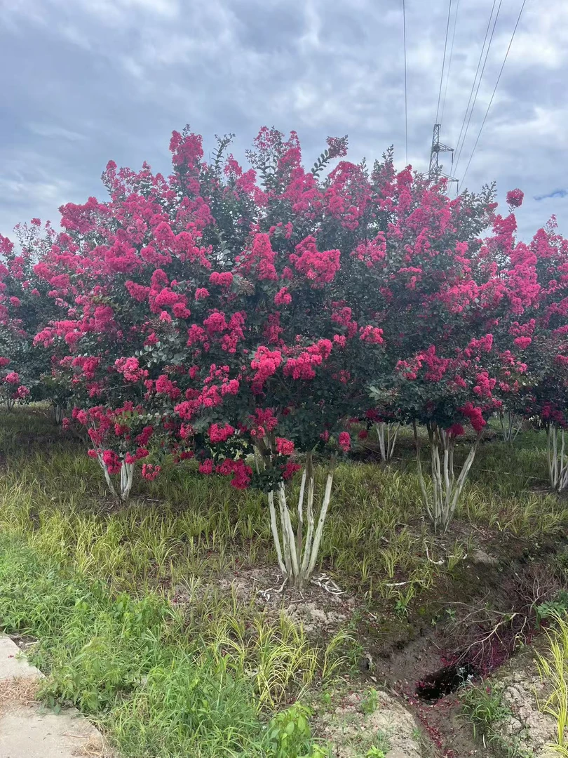 天鹅绒红火箭紫薇花树盆栽地载耐寒耐旱南北方种植百日红庭院树