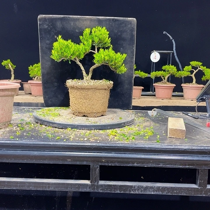 无花朵黄杨盆景四季常绿