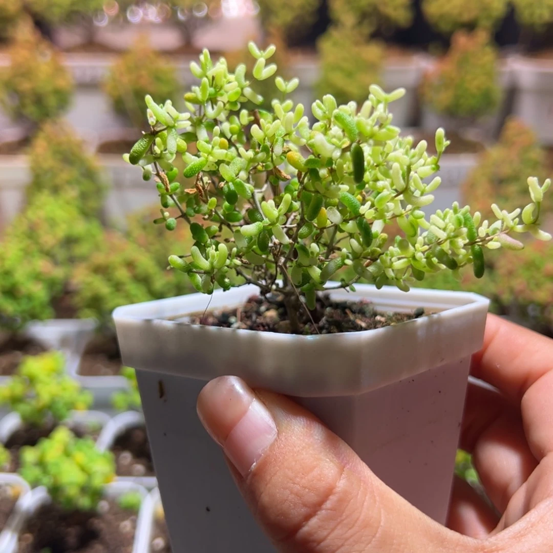 棉花糖带盆土发货一物一拍
