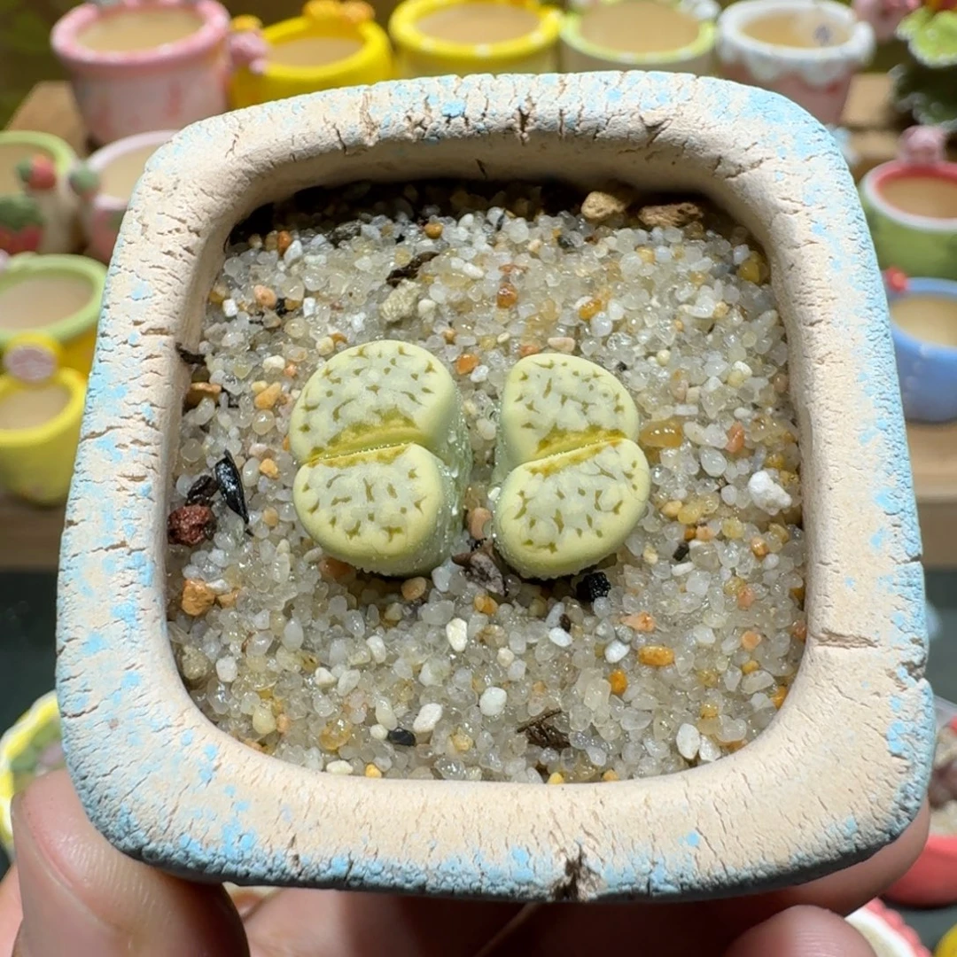 蘑菇1163奶油寿丽多肉植物