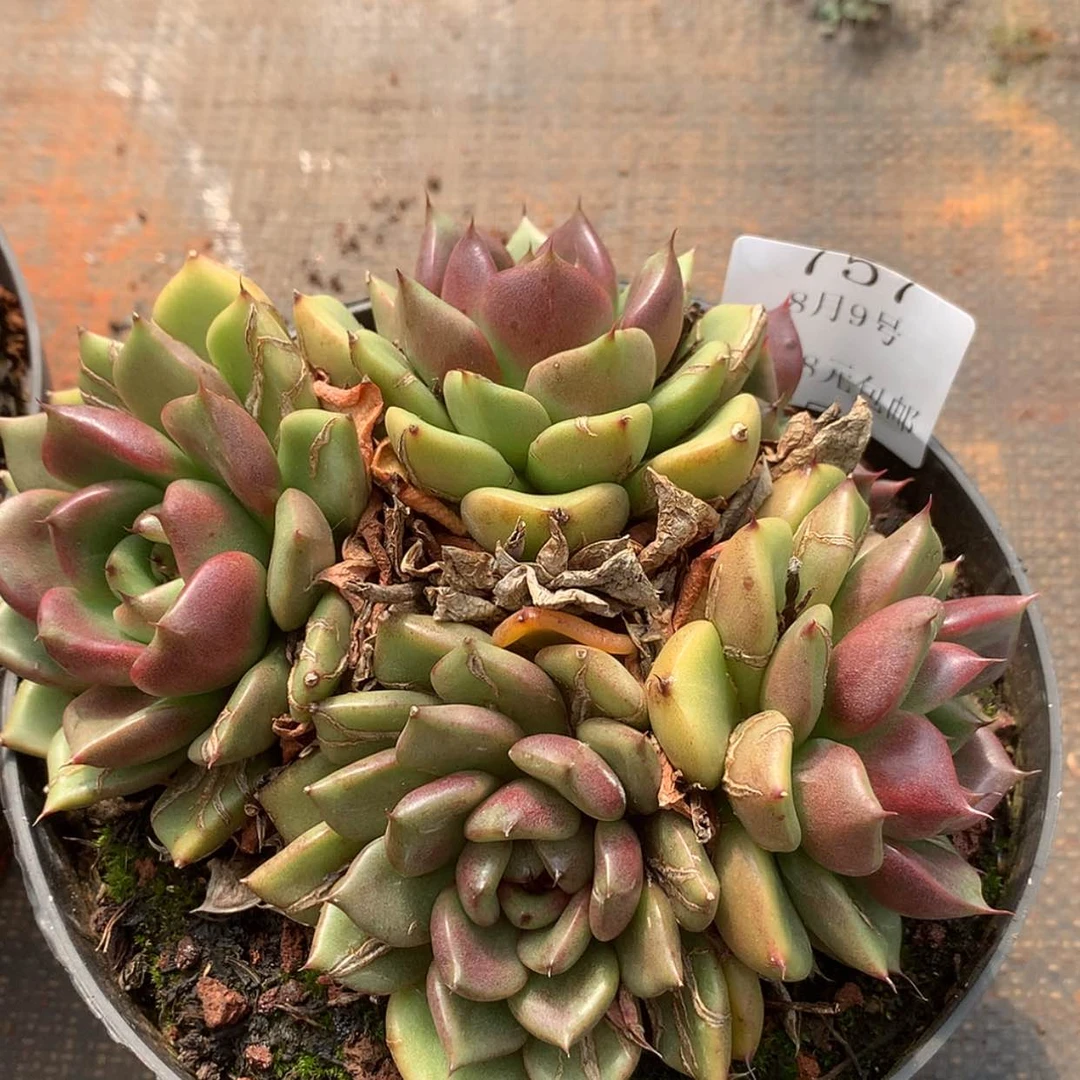 【闪购商品】云757号