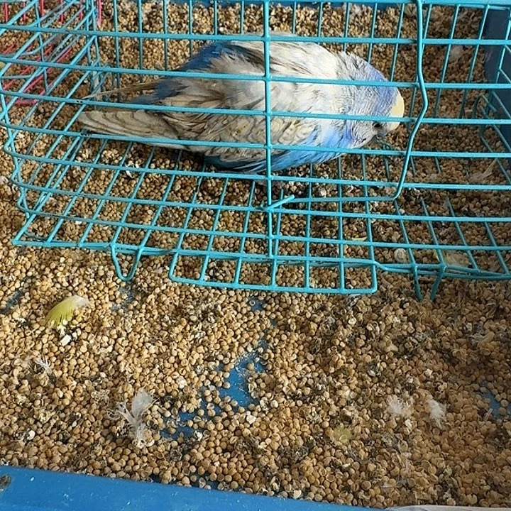虎皮鹦鹉大头鹦鹉