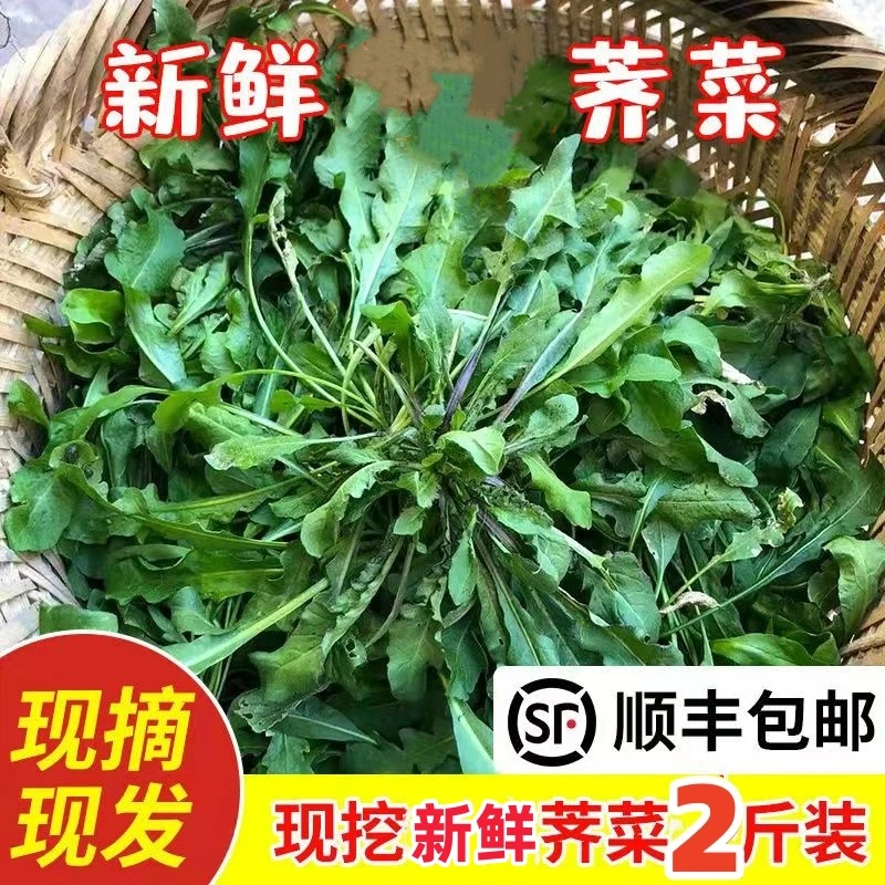 新鲜荠菜蔬菜现挖野生野菜香荠荠菜野菜馄饨饺子馅食材顺丰2斤