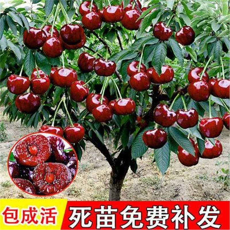 种花乐车厘子大樱桃树苗盆栽地栽【包成活】南方北方种植耐寒
