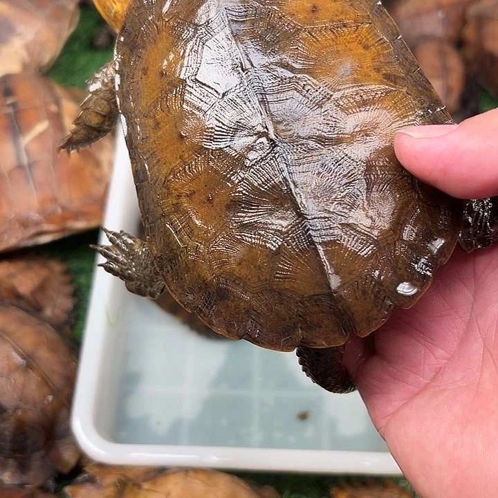 武***心绿毛龟母剧院闭壳龟