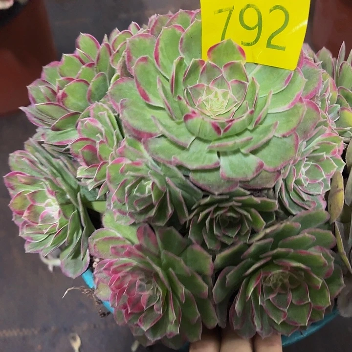 多肉植物福利来肉792