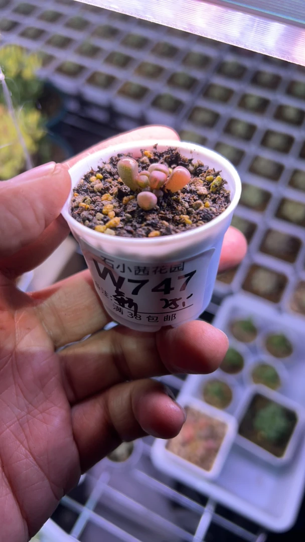 新新-多肉植物-五十铃玉锦