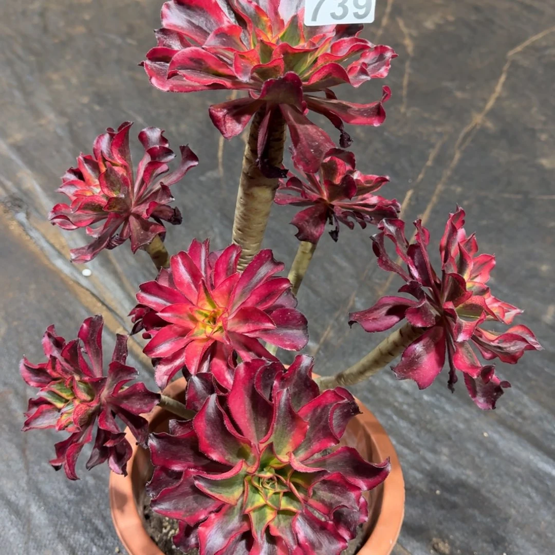 739多肉植物魅影有干伤