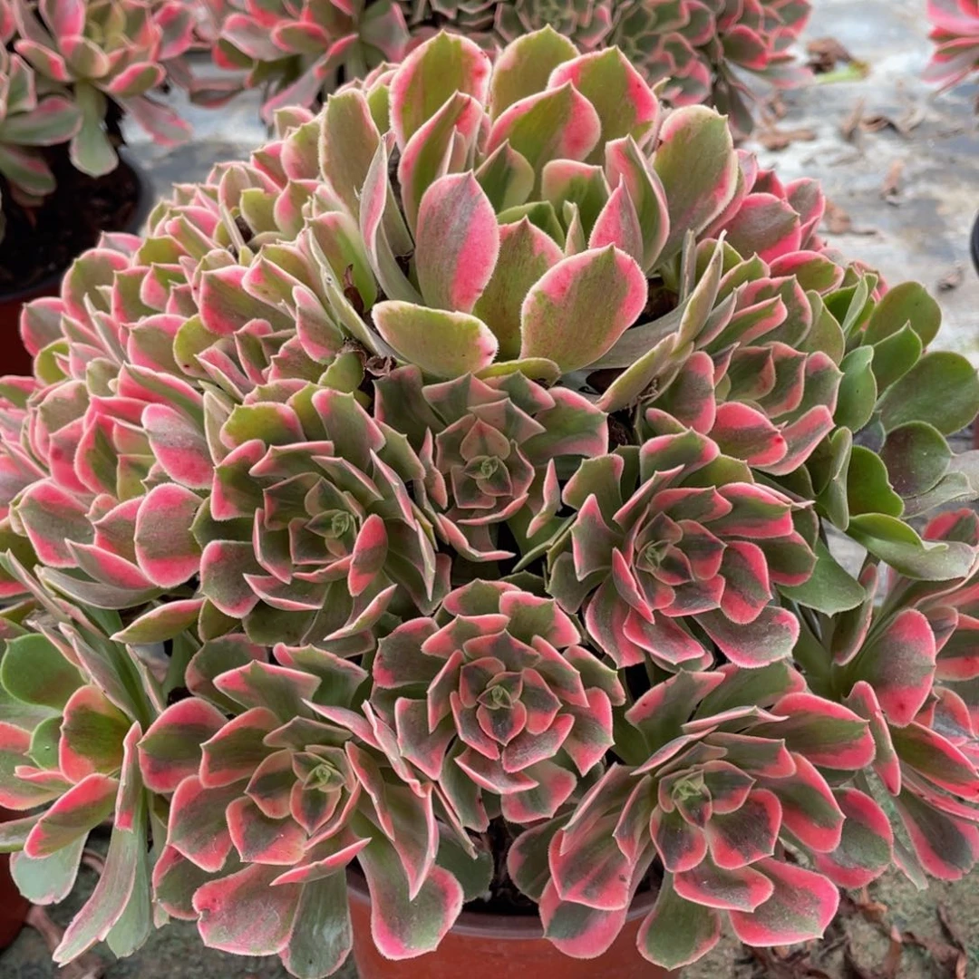 302红粉佳人精品法师多肉