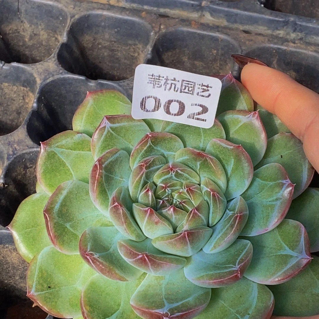 酒***神002时尚大方非常复古高跟