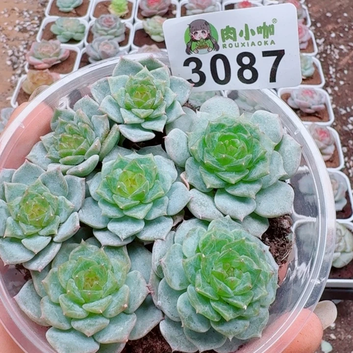多肉植物多肉植物