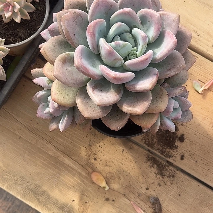 孙***甜奥普群生，一物一拍