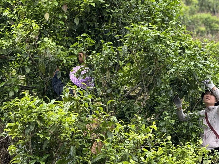 小荒田老寨2024年春古树生茶散茶100克