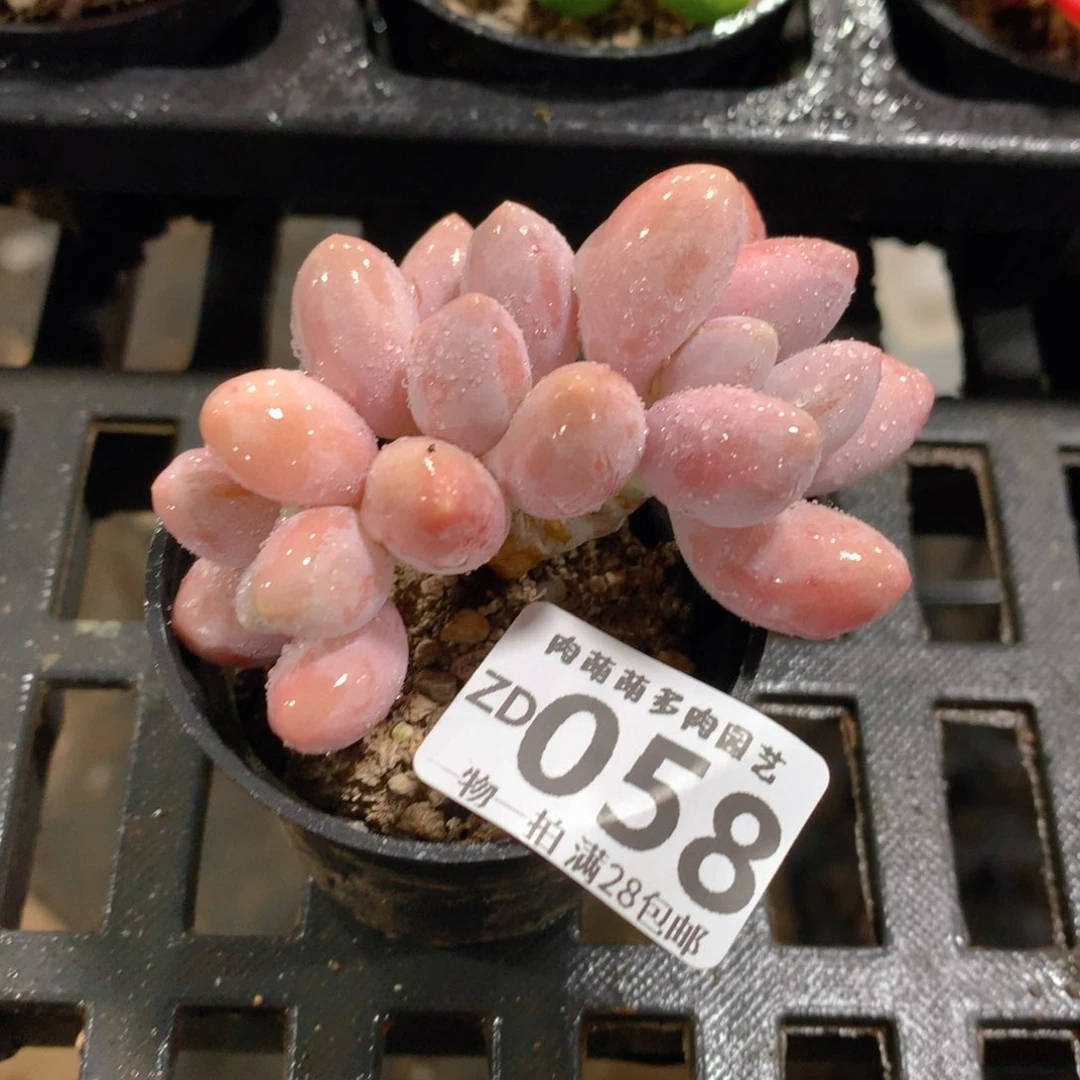 肉萌萌拇指盆精控多肉ZD058