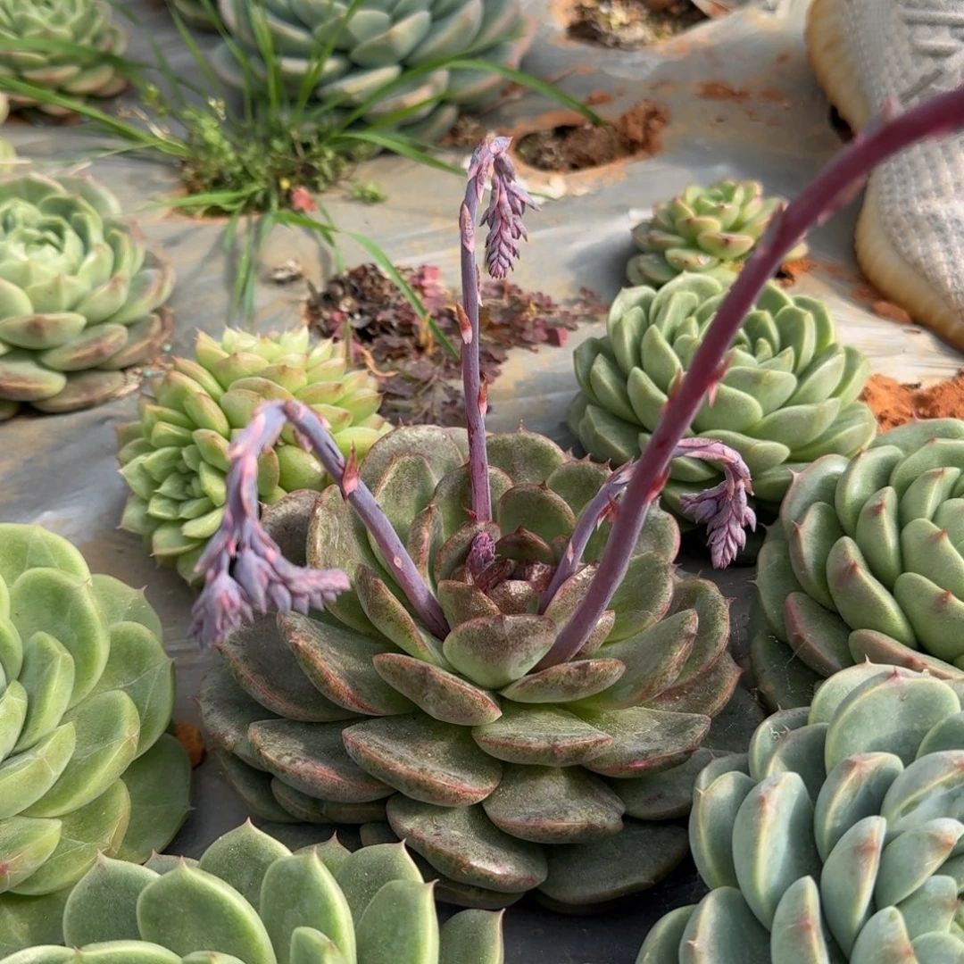 麦秆一颗一物一拍30-56