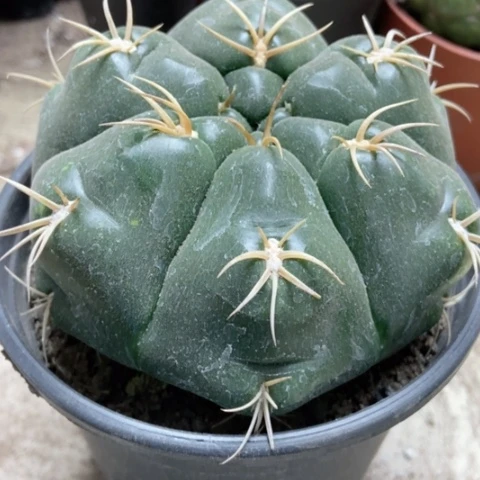 海王仙人球18米x仙人球