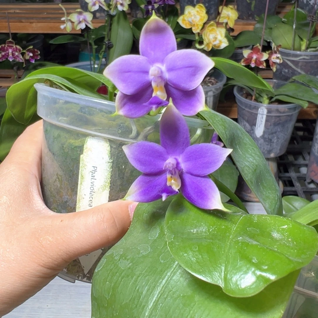 当前无花栽培后可以开花