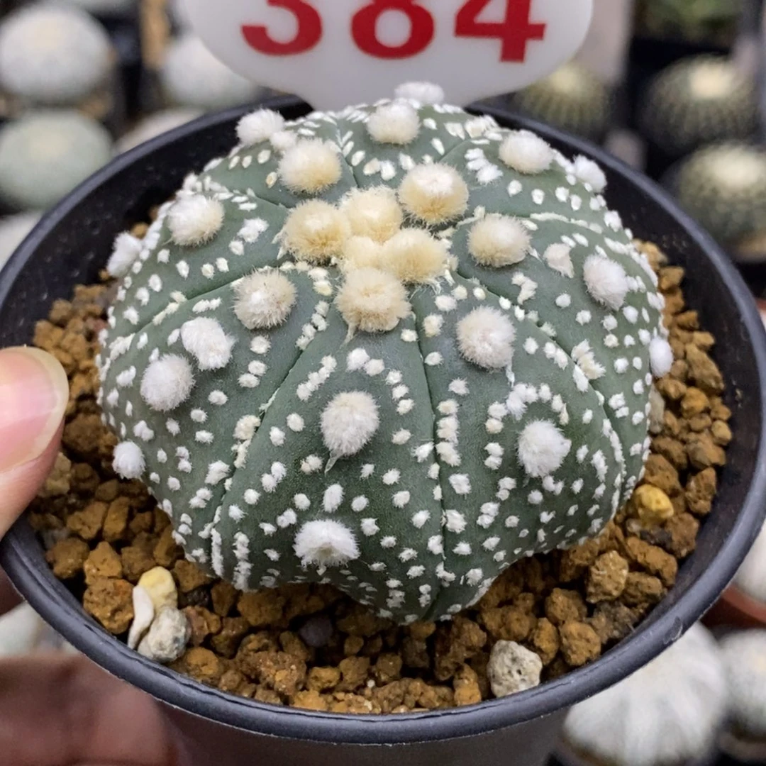 384海星大绒花园兜