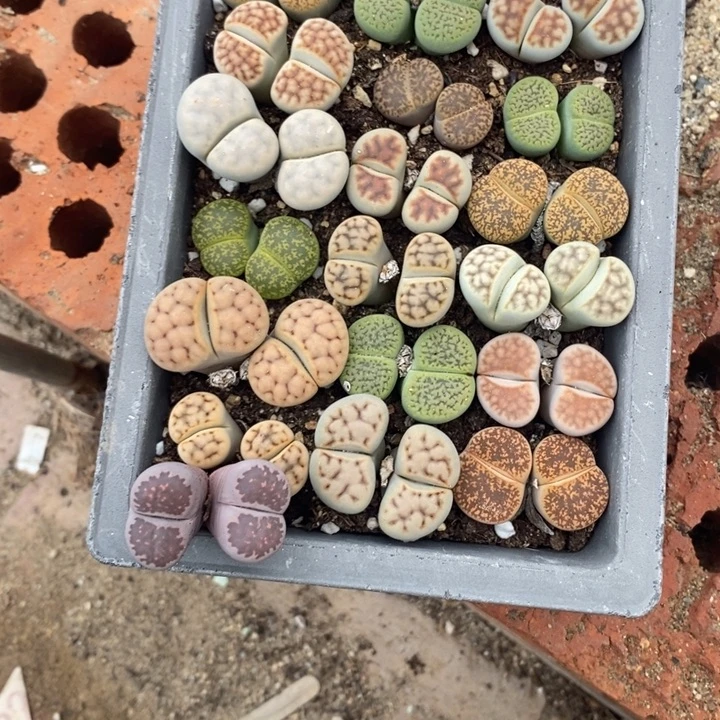 风***边生石花等植物的生长670